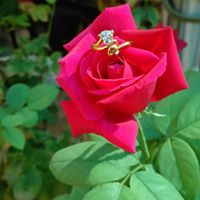 وعد الشرفاء