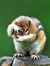 CHIPMUNK