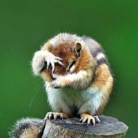 CHIPMUNK