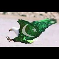 Syeda Shaheen