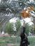 Duaa Omer
