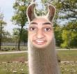 Llama Senpai