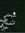 Eman Sabry