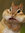 Scary Squrriel