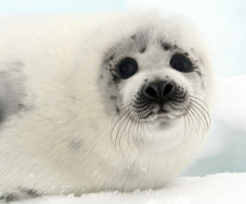 Little Seal