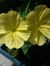 Cress W...