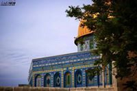 دانية باسم فضيل