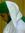 Waqar A...