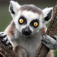 Blanch Lemur
