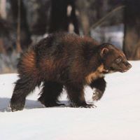 Евгений Кривочуприн