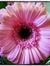 Cassandra_Cassie_ckpjs
