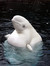 Beluga Whale