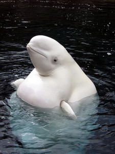Beluga Whale