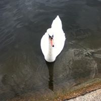 رنا البترجي