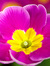 Primrose