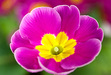 Primrose