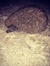 Hedgehog