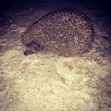 Hedgehog