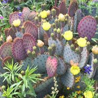 Cindy Griffith Potter