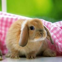 حمزة الكناني