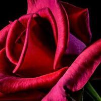 السهﻻني السهلاني