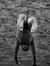 Laurits Fauli