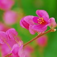 พรชมพู ราชธา