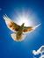 Sky Hawk