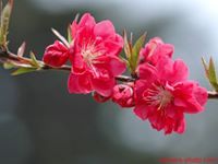 Hà Thu
