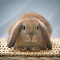 มนัสวิน แก้วมงคลศรี