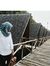Aulia A...