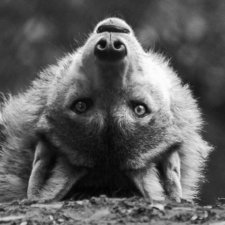 Lobo