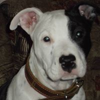 Моника Първанова