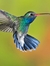 Hummingbird