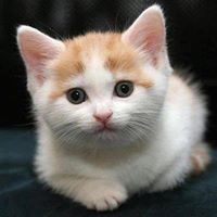 منال الطنطاوي