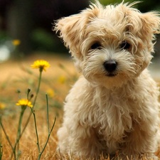 ChameleonRose (Jessica) 