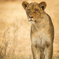 Shakera Naturalist