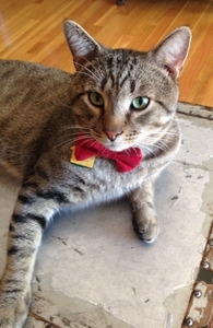 Hamish