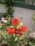 Farzana