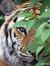 Aravind...