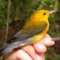 احلي الكلام