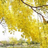 Pissawan Chiemsombat