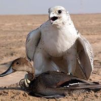 محمدعمر طاهر