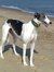 Erssie