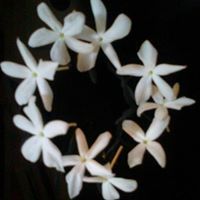 آلاء الشامية