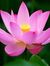 Lotus S...