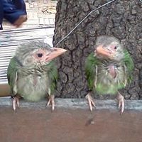 Александр Степанов