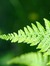 Fern