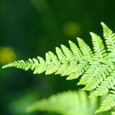 Fern