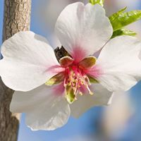 عبدالحی اللکنهوی